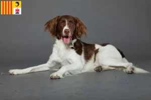 Lire la suite à propos de l’article Drentse Patrijshond éleveurs et chiots en Provence-Alpes-Côte d’Azur