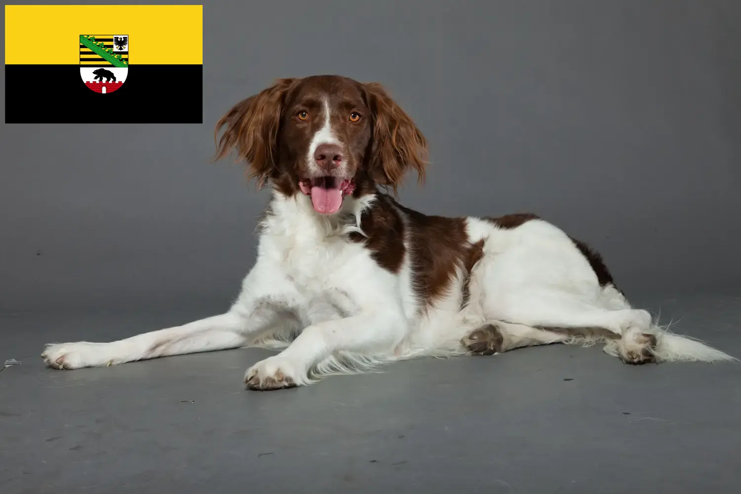 Drentse Patrijshond Chiots et éleveurs Saxe-Anhalt Ici vous trouverez les éleveurs de Drentse Patrijshonds en Saxe-Anhalt.