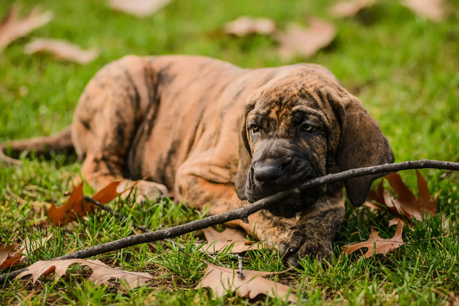 Acheter un chiot Fila Brasileiro, c'est prendre ses responsabilités ! Acheter des chiots Fila Brasileiro.