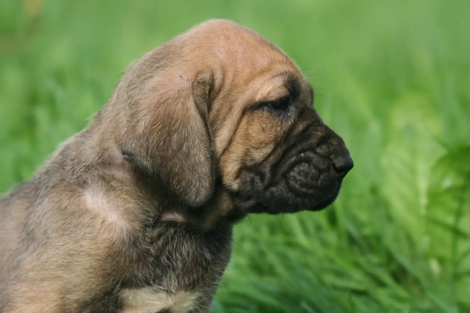 Acheter un chiot Fila Brasileiro, c'est prendre ses responsabilités ! Acheter des chiots Fila Brasileiro.