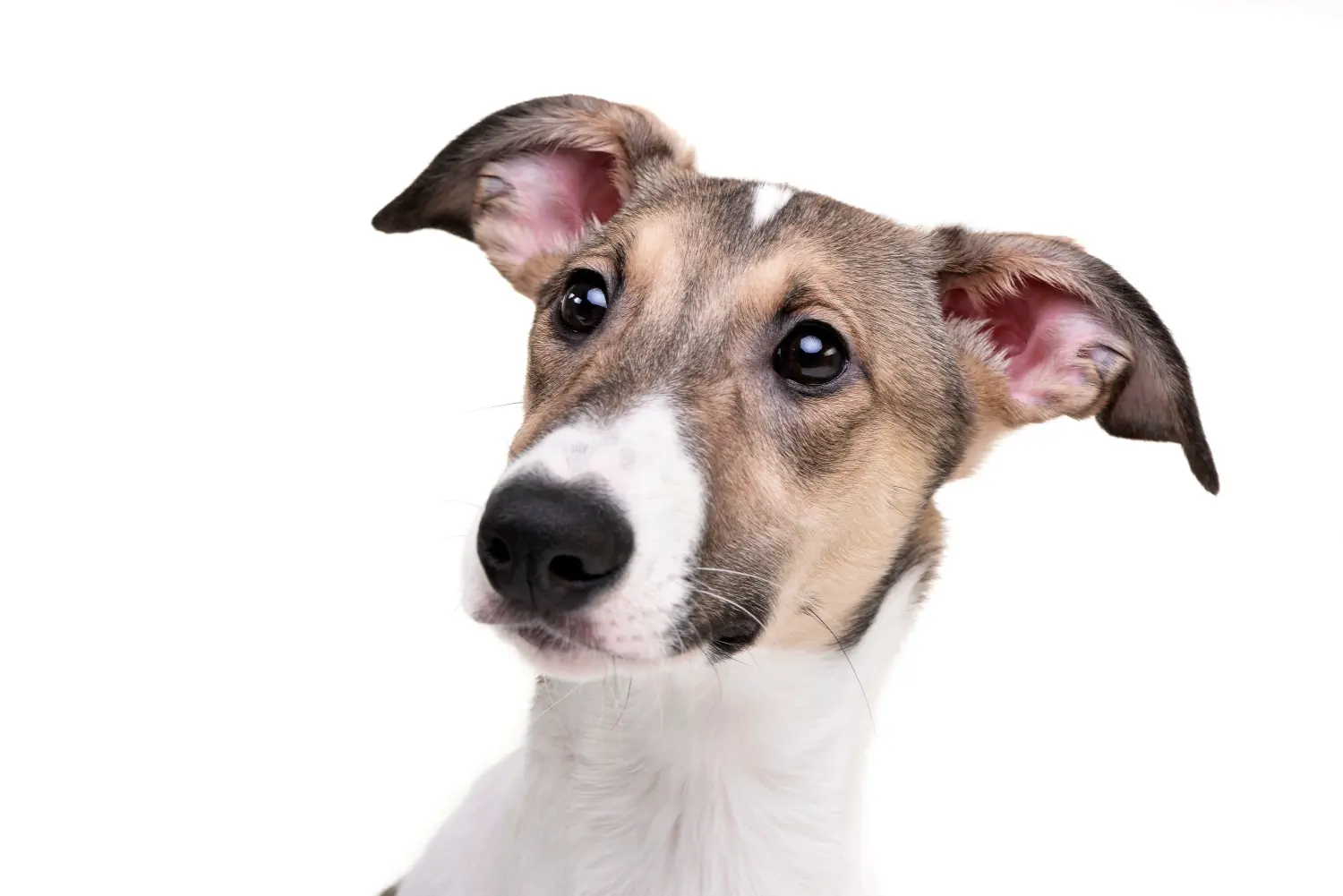 Acheter un chiot Magyar Agar, c'est prendre ses responsabilités ! Acheter des chiots Magyar Agar.