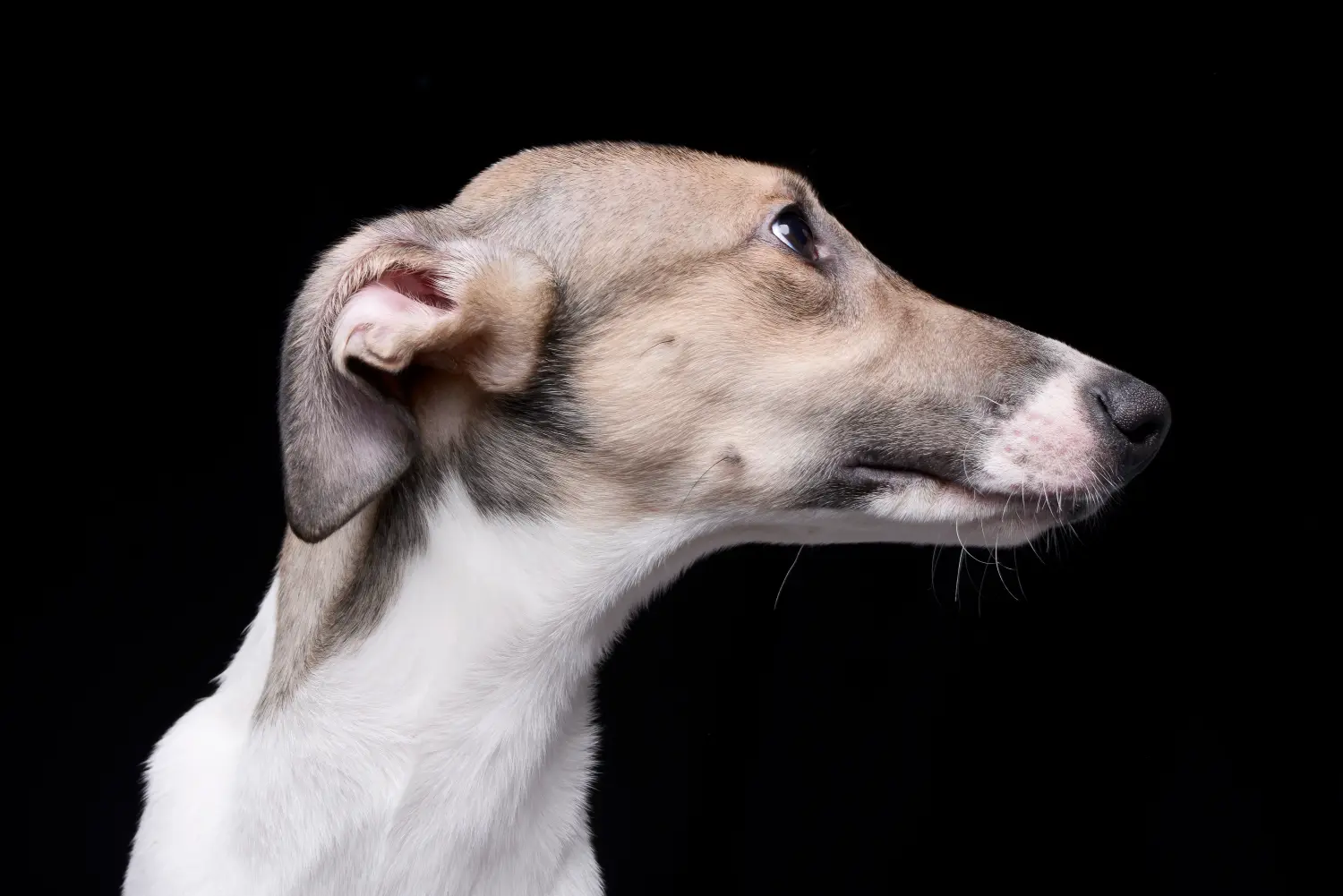 Acheter un chiot Magyar Agar, c'est prendre ses responsabilités ! Acheter des chiots Magyar Agar.