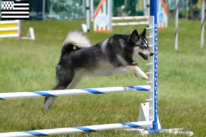 Lire la suite à propos de l’article Alaskan Klee Kai éleveurs et chiots en Bretagne