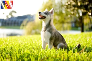 Lire la suite à propos de l’article Alaskan Klee Kai Éleveurs et chiots en Grand Est