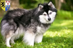Lire la suite à propos de l’article Alaskan Klee Kai Éleveurs et chiots en Hauts-de-France