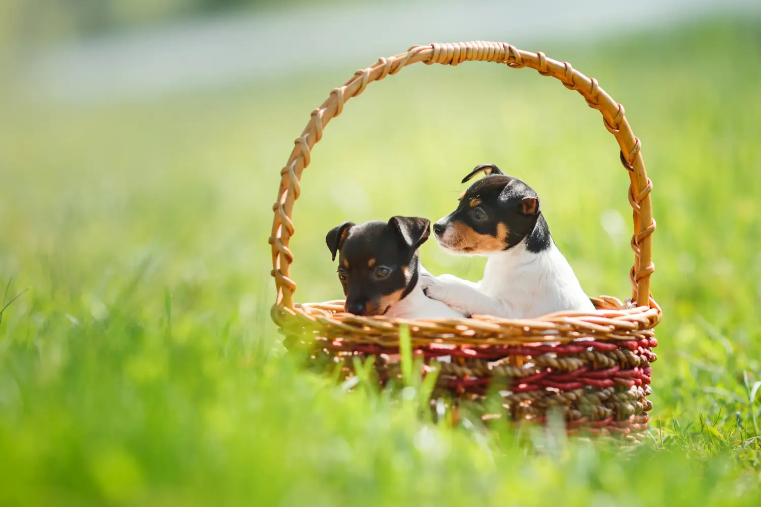 Acheter un chiot American Toy Terrier, c'est prendre ses responsabilités ! Acheter un chiot American Toy Terrier.