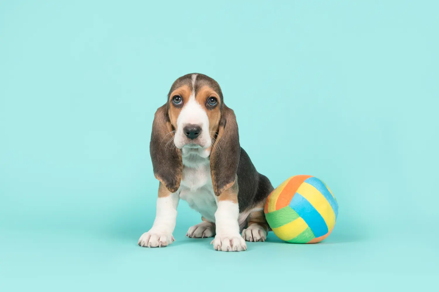 Acheter un chiot Basset Artésien Normand, c'est prendre ses responsabilités ! Acheter des chiots Basset Artésien Normand.