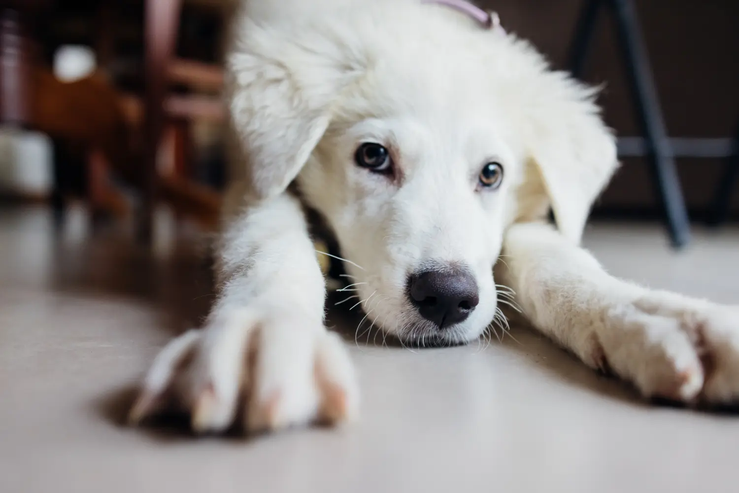 Acheter un chiot berger de la Maremme et des Abruzzes, c'est prendre ses responsabilités ! Acheter des chiots de berger de la Maremme et des Abruzzes.