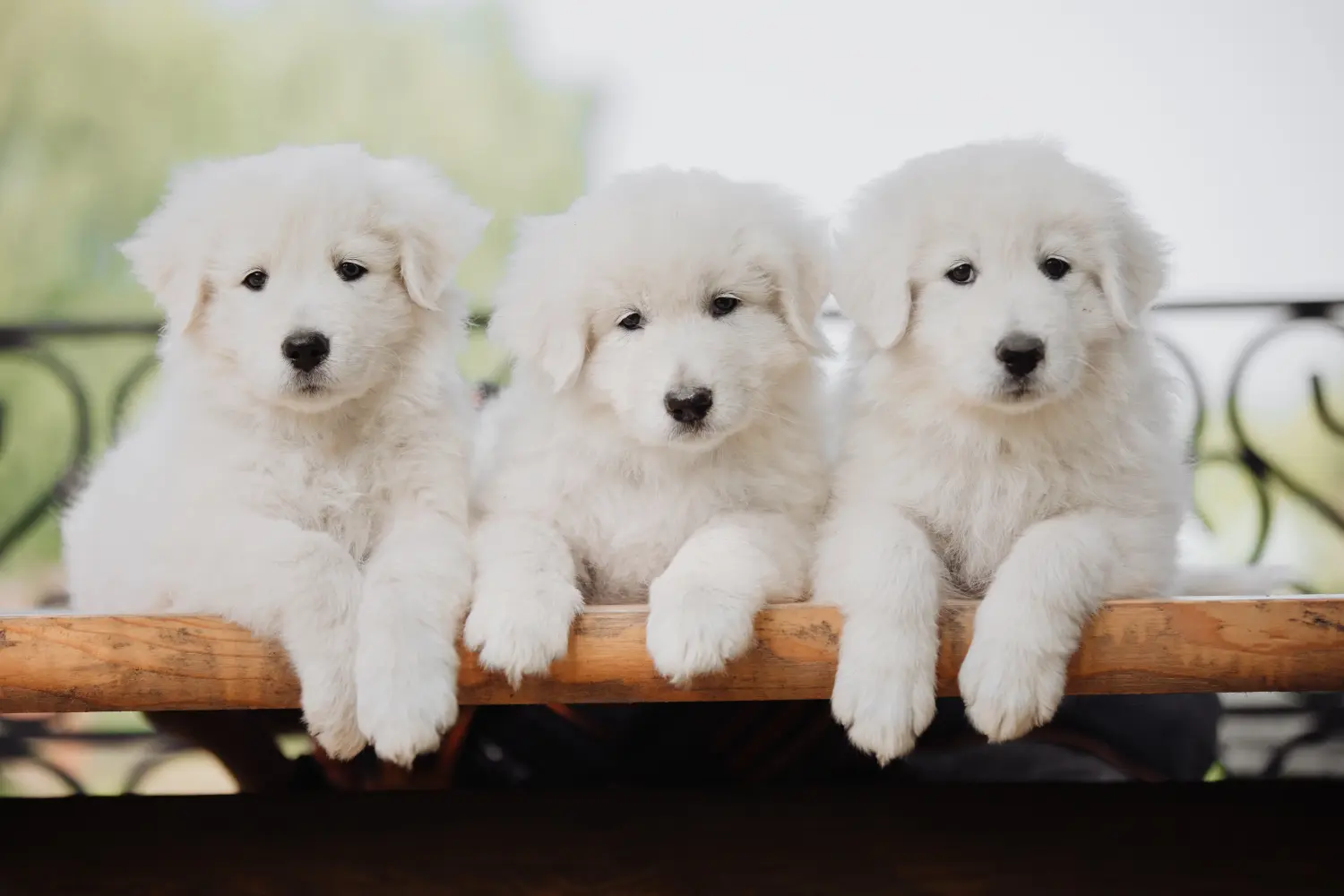 Acheter un chiot berger de la Maremme et des Abruzzes, c'est prendre ses responsabilités ! Acheter des chiots de berger de la Maremme et des Abruzzes.
