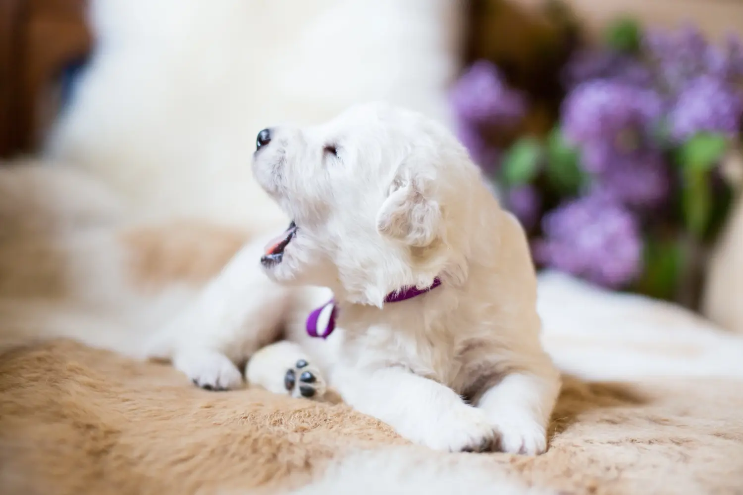 Acheter un chiot berger de la Maremme et des Abruzzes, c'est prendre ses responsabilités ! Acheter des chiots de berger de la Maremme et des Abruzzes.