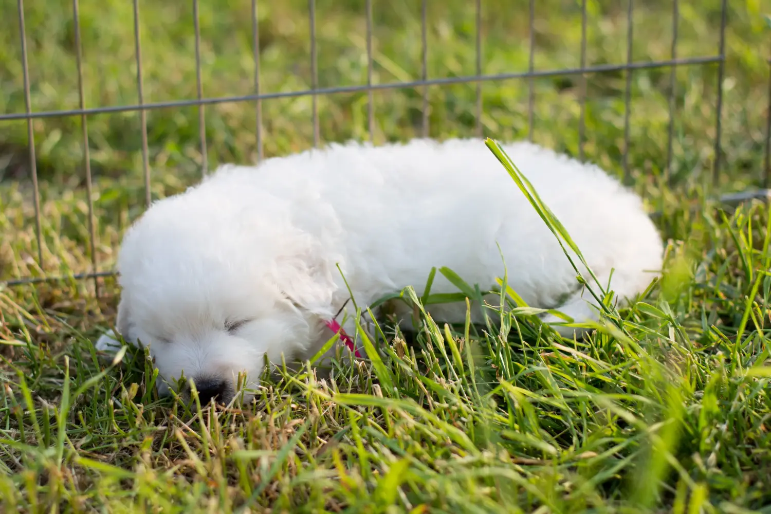 Acheter un chiot berger de la Maremme et des Abruzzes, c'est prendre ses responsabilités ! Acheter des chiots de berger de la Maremme et des Abruzzes.