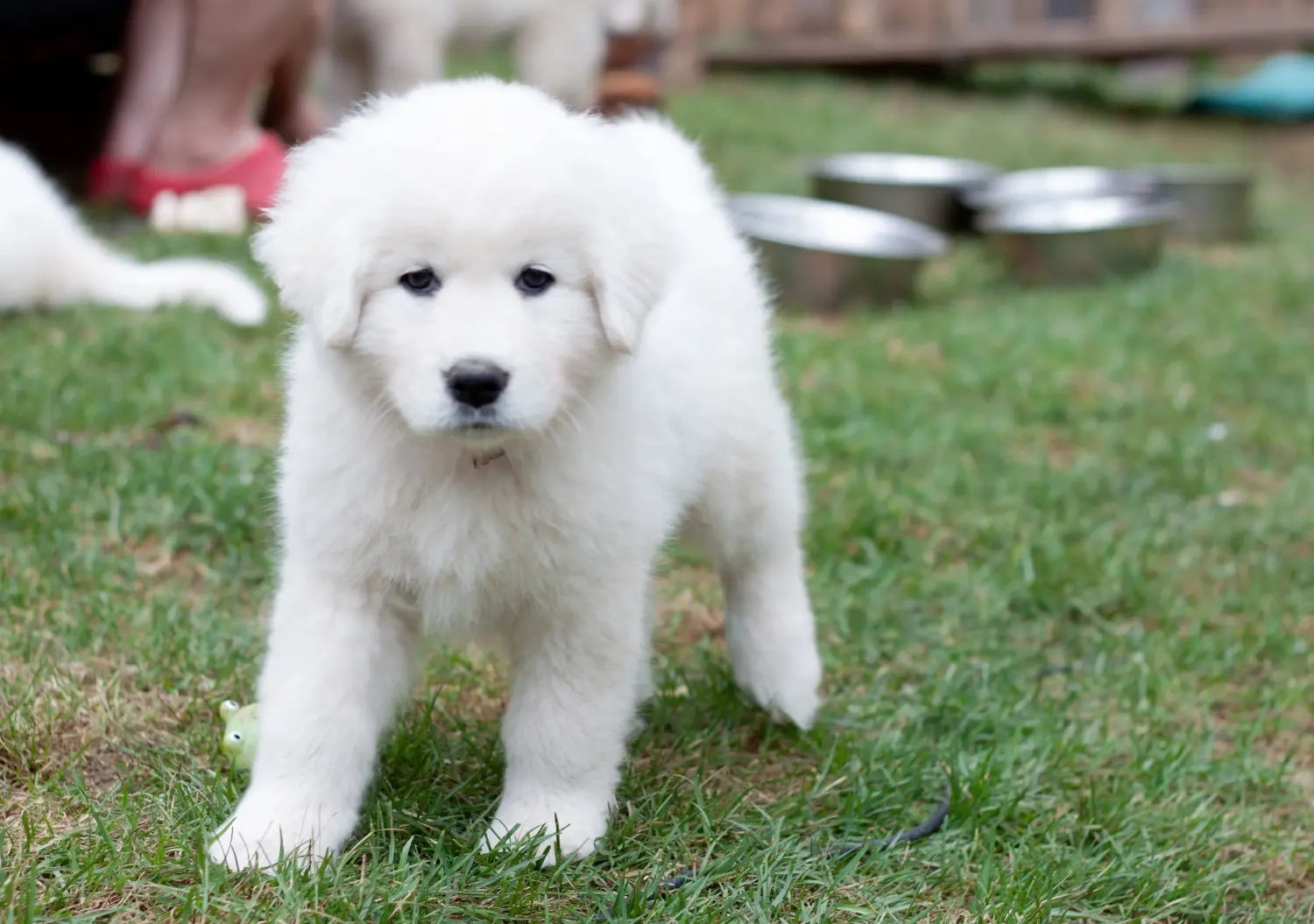 Acheter un chiot berger de la Maremme et des Abruzzes, c'est prendre ses responsabilités ! Acheter des chiots de berger de la Maremme et des Abruzzes.