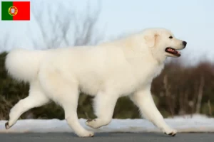 Lire la suite à propos de l’article Éleveurs de bergers de la Maremme et des Abruzzes et chiots au Portugal