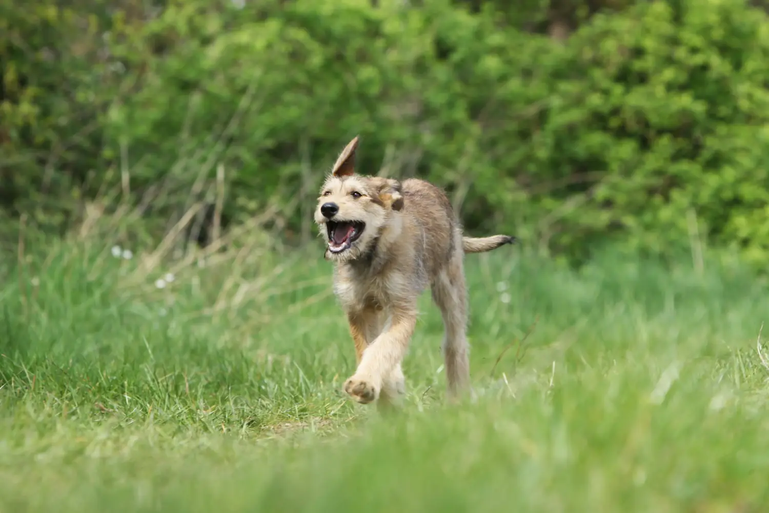 Acheter un chiot Berger de Picardie, c'est prendre ses responsabilités ! Acheter des chiots Berger de Picardie.