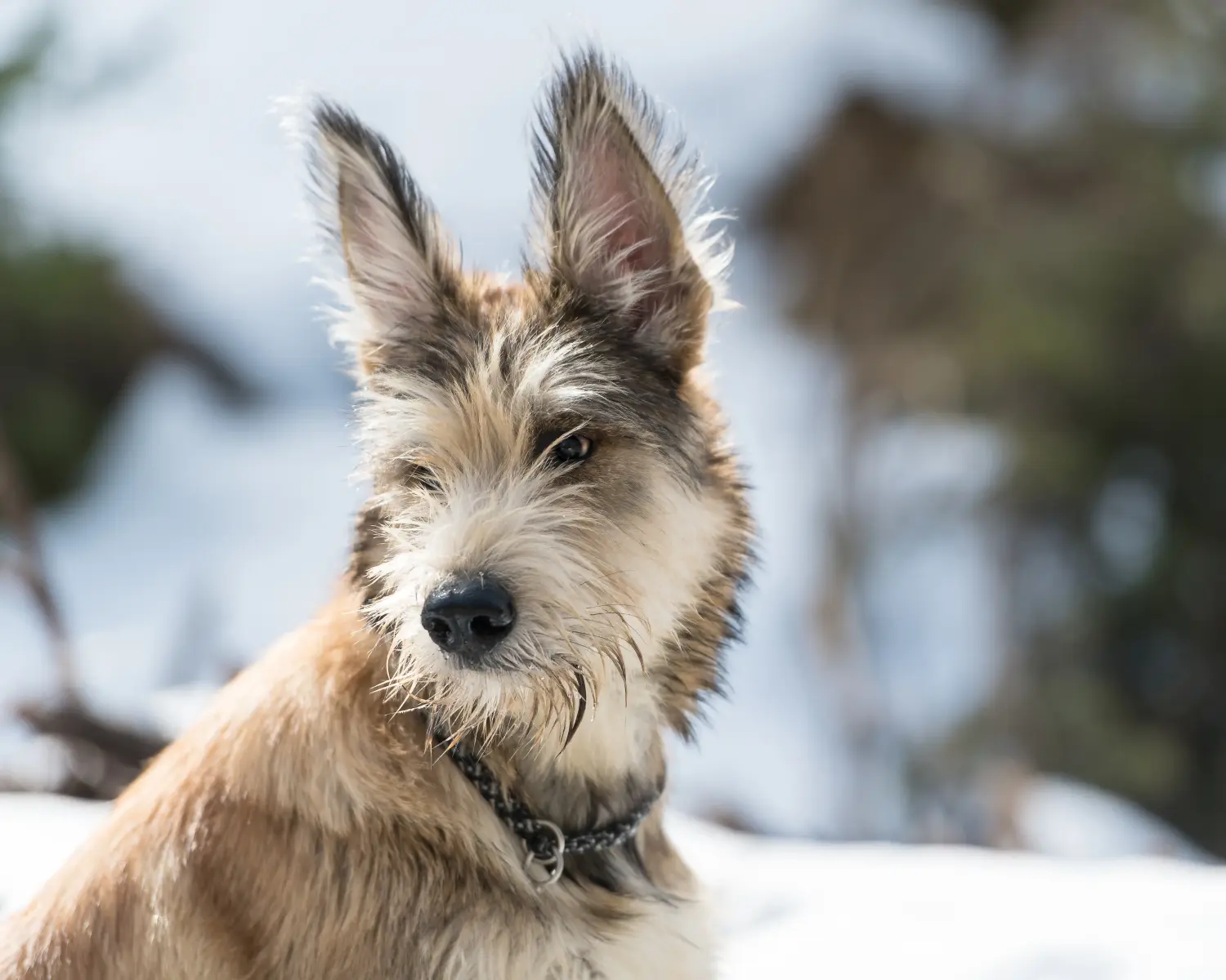 Acheter un chiot Berger de Picardie, c'est prendre ses responsabilités ! Acheter des chiots Berger de Picardie.