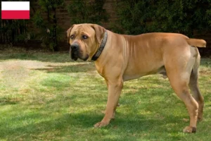 Lire la suite à propos de l’article Boerboel éleveurs et chiots en Pologne