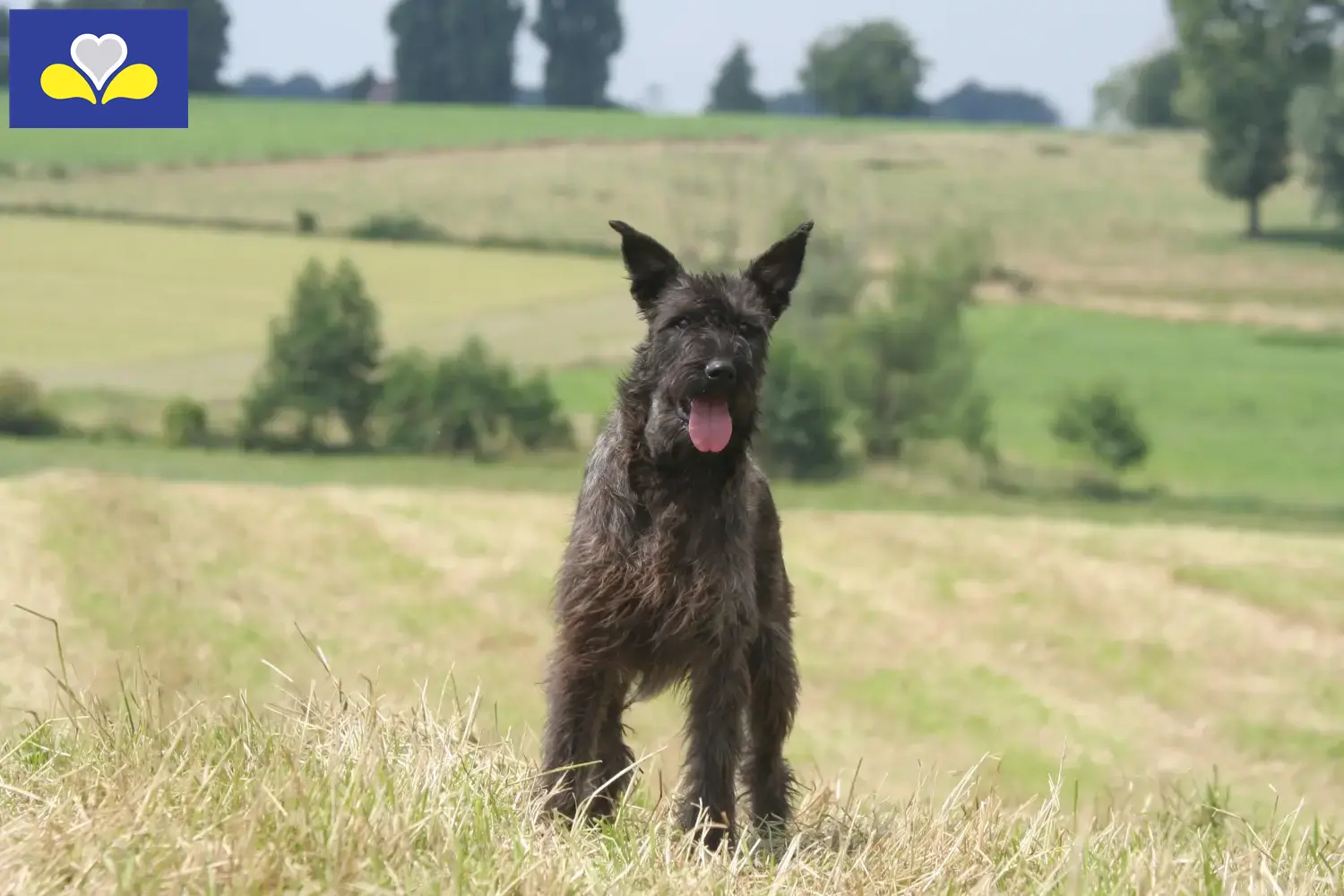 Bouvier des Ardennes Chiots et éleveurs Région de Bruxelles-Capitale Ici, tu trouveras des éleveurs de Bouvier des Ardennes en Région de Bruxelles-Capitale.