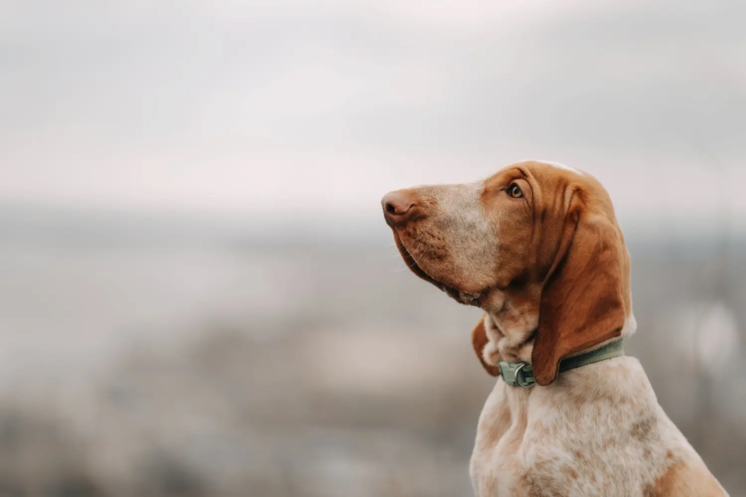 Acheter un chiot Bracco Italiano, c'est prendre ses responsabilités ! Acheter des chiots Bracco Italiano.