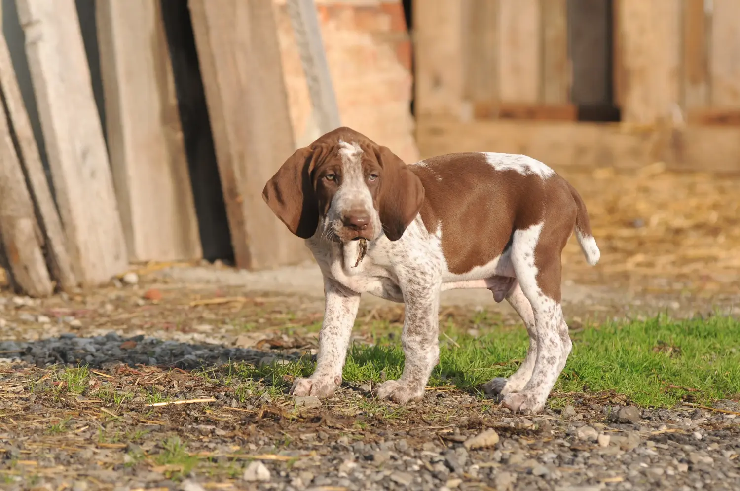 Acheter un chiot Bracco Italiano, c'est prendre ses responsabilités ! Acheter des chiots Bracco Italiano.