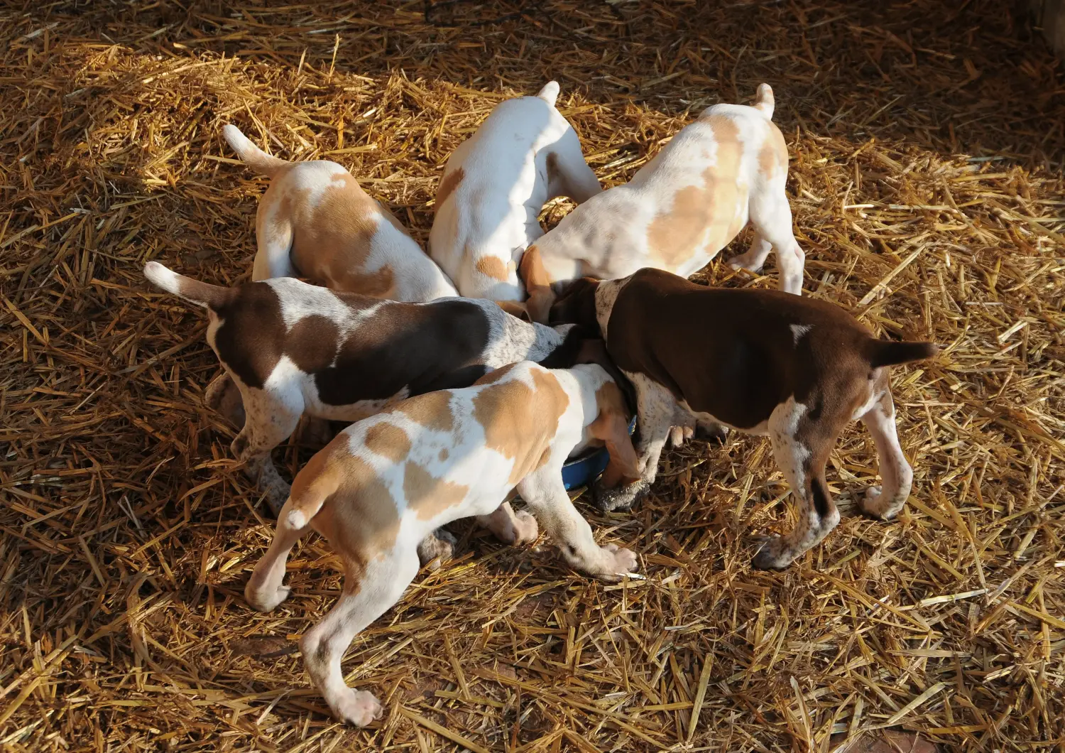 Acheter un chiot Bracco Italiano, c'est prendre ses responsabilités ! Acheter des chiots Bracco Italiano.