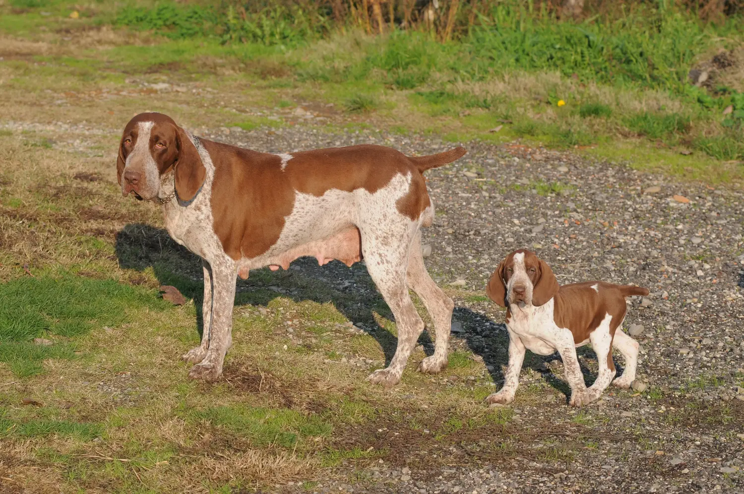 Acheter un chiot Bracco Italiano, c'est prendre ses responsabilités ! Acheter des chiots Bracco Italiano.