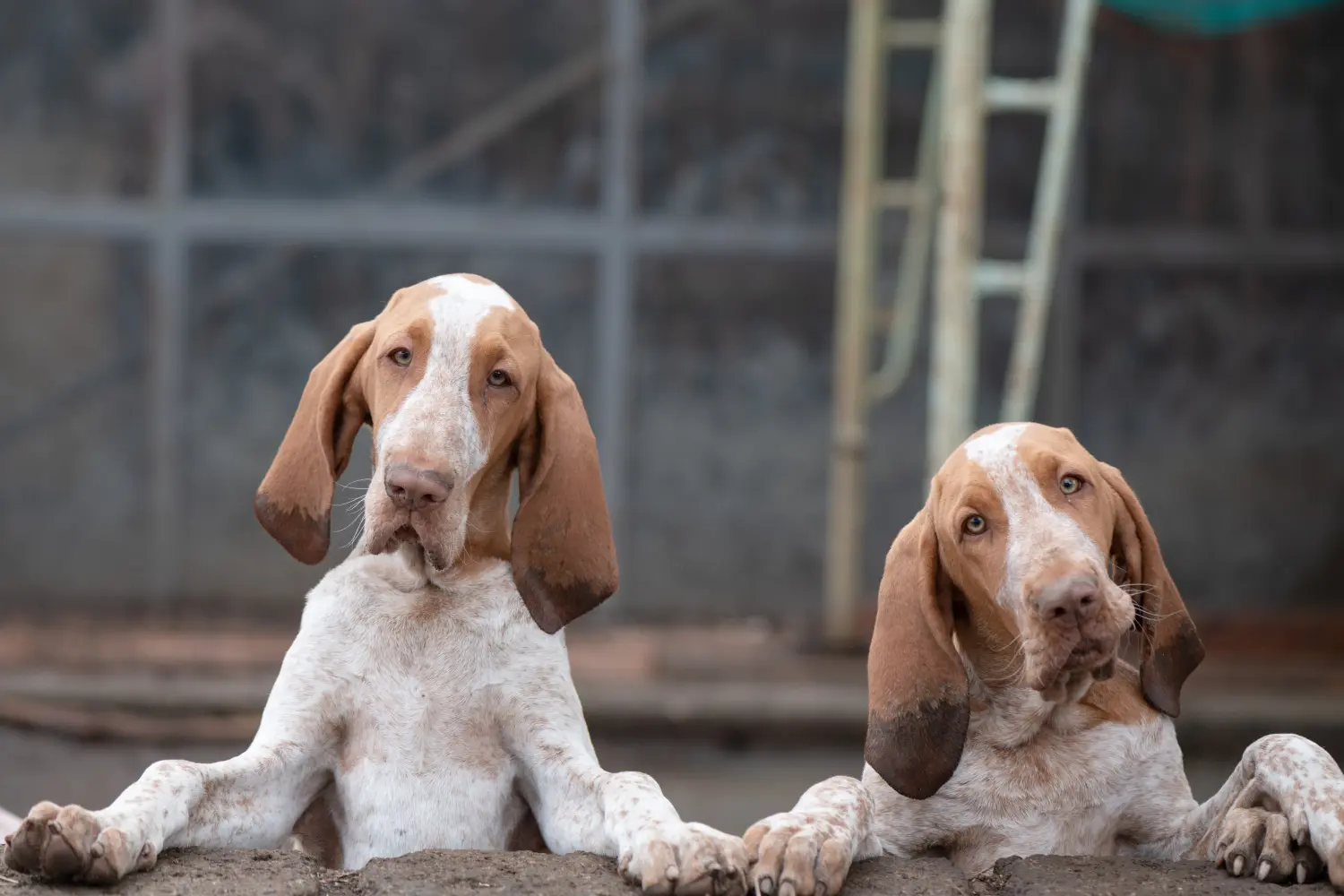 Acheter un chiot Bracco Italiano, c'est prendre ses responsabilités ! Acheter des chiots Bracco Italiano.