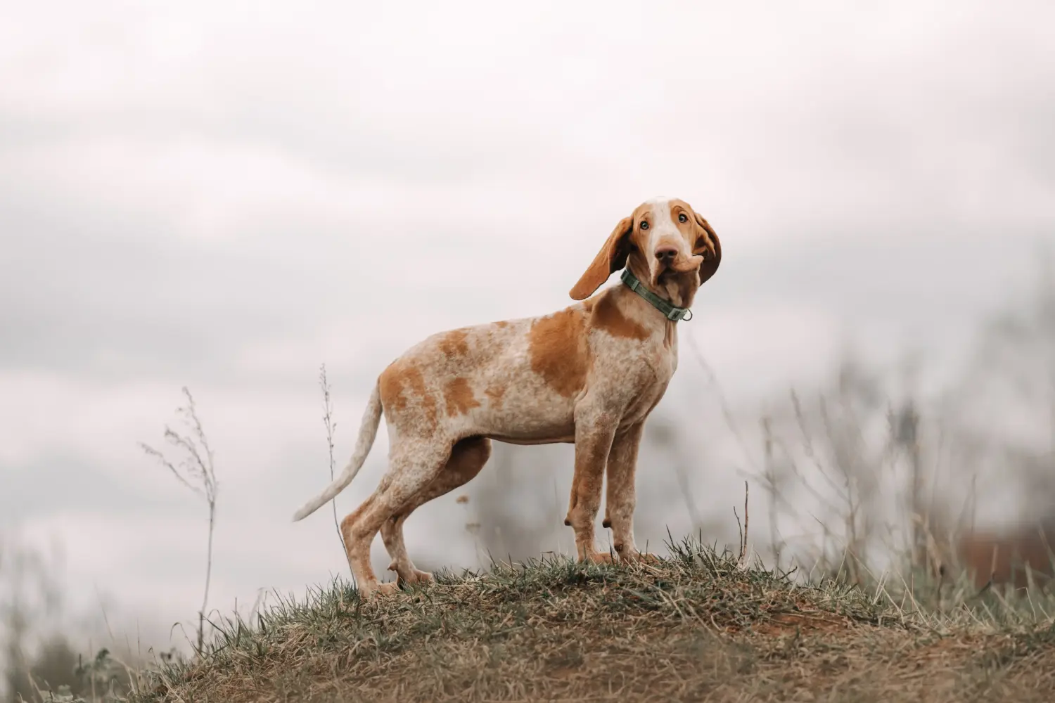 Acheter un chiot Bracco Italiano, c'est prendre ses responsabilités ! Acheter des chiots Bracco Italiano.