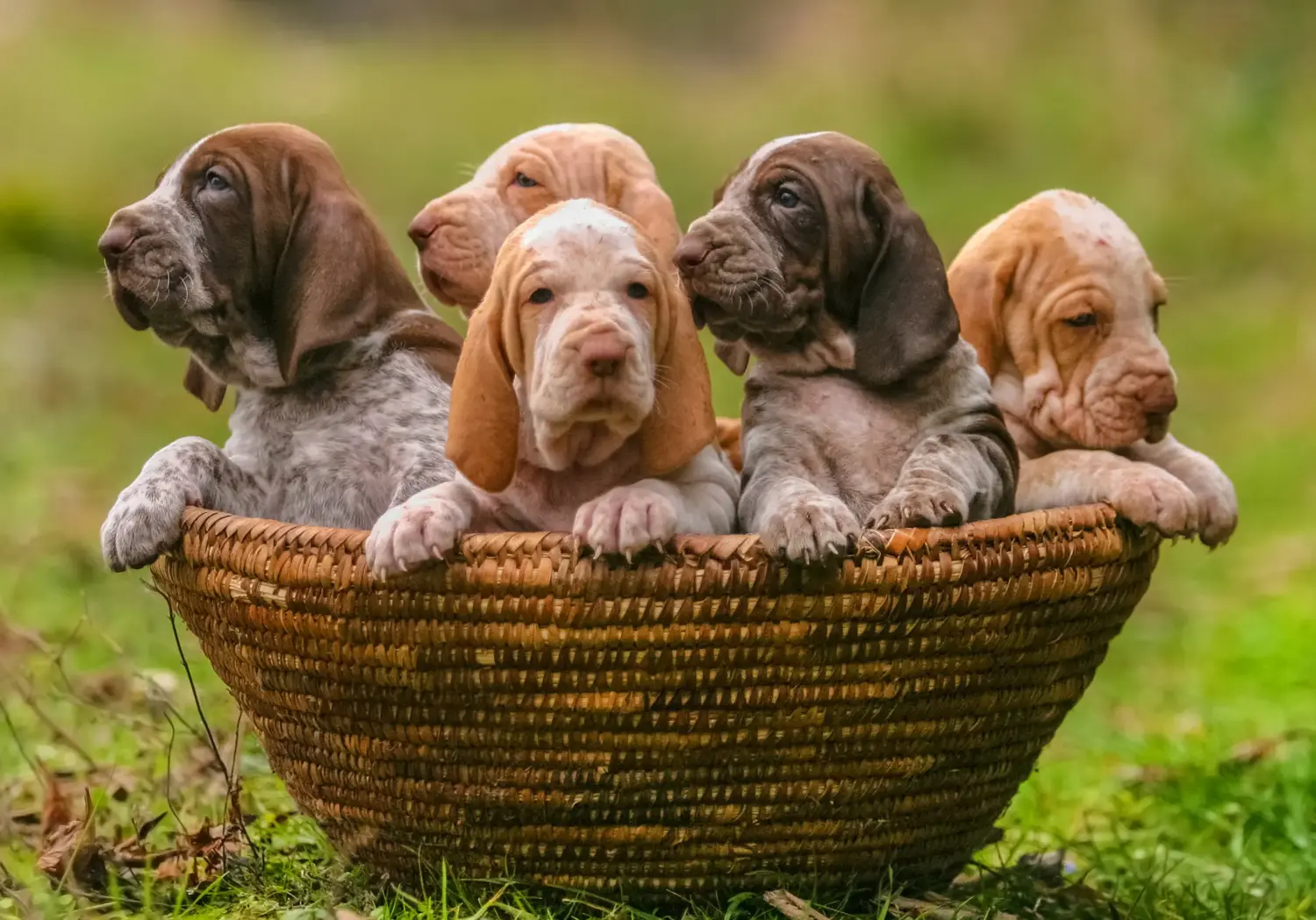 Acheter un chiot Bracco Italiano, c'est prendre ses responsabilités ! Acheter des chiots Bracco Italiano.