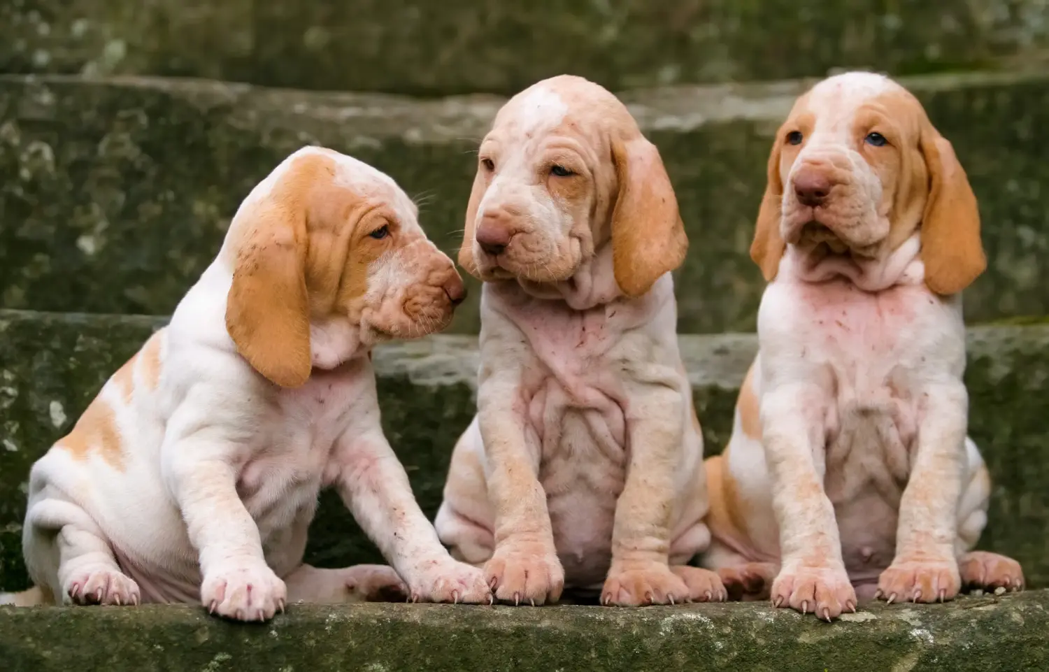 Acheter un chiot Bracco Italiano, c'est prendre ses responsabilités ! Acheter des chiots Bracco Italiano.