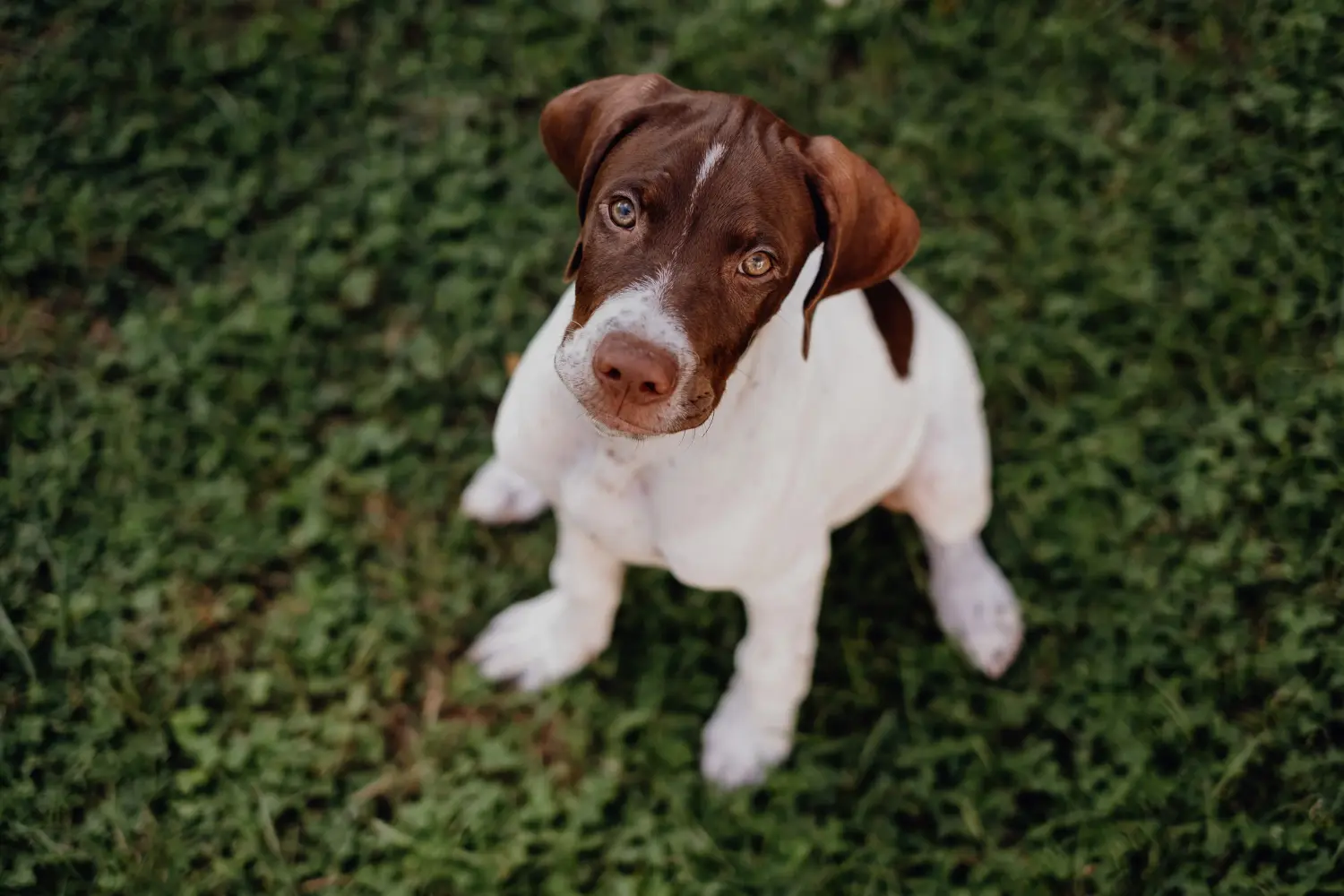Acheter un chiot Braque français type Gascogne, c'est prendre ses responsabilités ! Braque français type Gascogne acheter chiots.