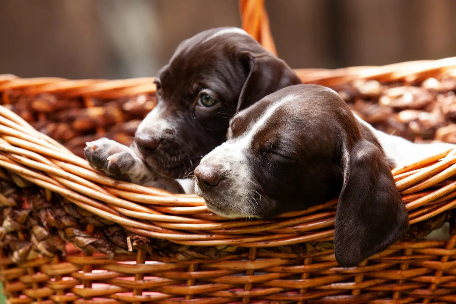Acheter un chiot Braque français type Gascogne, c'est prendre ses responsabilités ! Braque français type Gascogne acheter chiots.