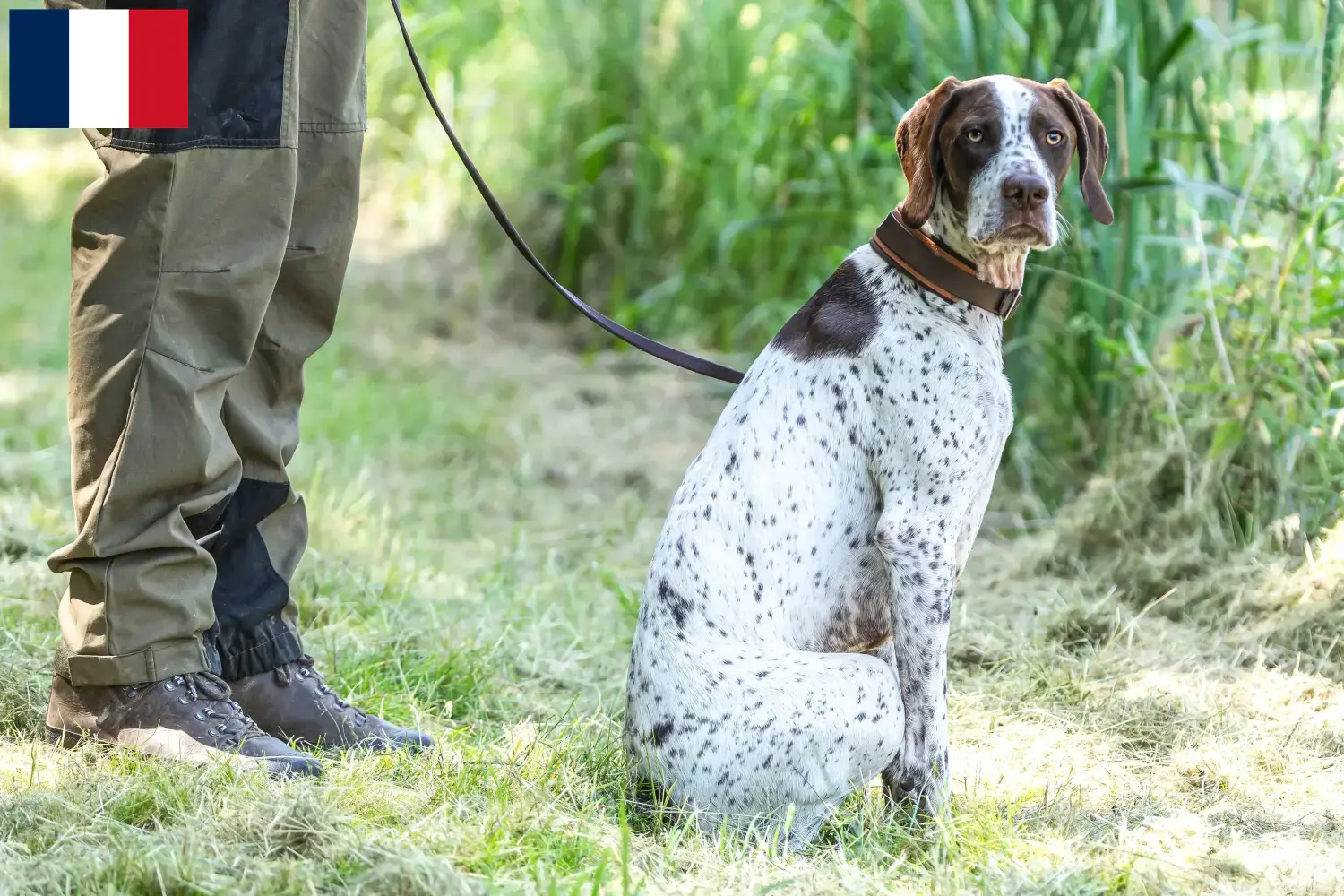Braque français type Gascogne Chiots et éleveurs Martinique Ici, tu trouveras des éleveurs de Braque français type Gascogne en Martinique.