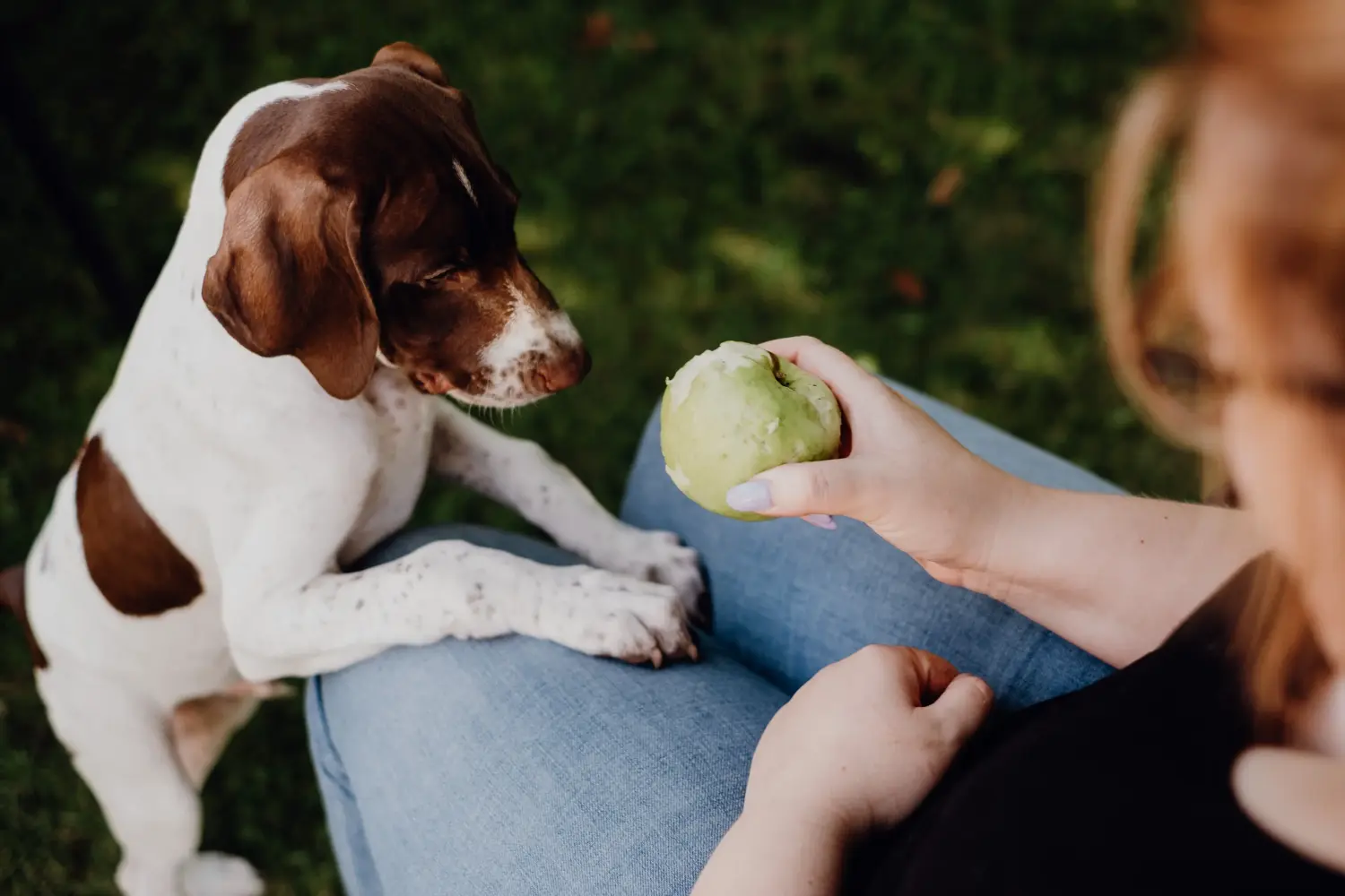 Acheter un chiot Braque français type Pyrénées, c'est prendre ses responsabilités ! Braque français type Pyrénées Acheter des chiots.