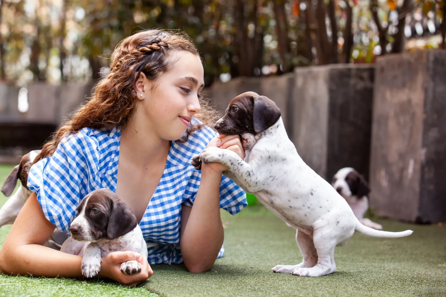 Acheter un chiot Braque français type Pyrénées, c'est prendre ses responsabilités ! Braque français type Pyrénées Acheter des chiots.