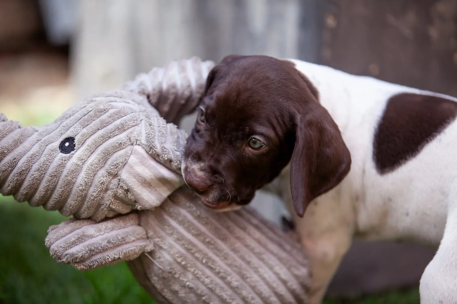 Acheter un chiot Braque français type Pyrénées, c'est prendre ses responsabilités ! Braque français type Pyrénées Acheter des chiots.