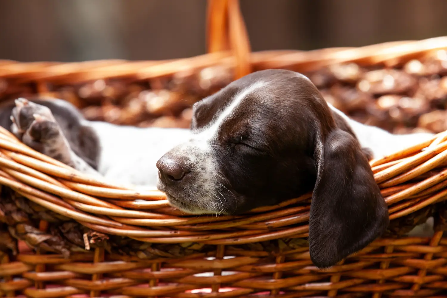 Acheter un chiot Braque français type Pyrénées, c'est prendre ses responsabilités ! Braque français type Pyrénées Acheter des chiots.