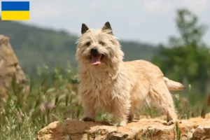 Lire la suite à propos de l’article Éleveurs de Cairns Terriers et chiots en Ukraine