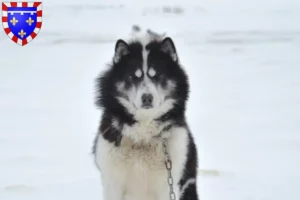 Lire la suite à propos de l’article Éleveur canadien de chiens esquimaux et chiots en Centre-Val de Loire