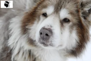 Lire la suite à propos de l’article Éleveur canadien de chiens esquimaux et chiots en Corse