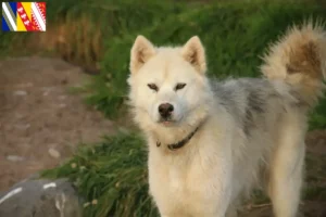 Lire la suite à propos de l’article Éleveur canadien de chiens esquimaux et chiots en Grand Est