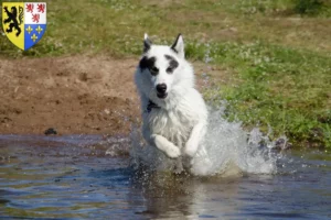 Lire la suite à propos de l’article Éleveur canadien de chiens esquimaux et chiots en Hauts-de-France