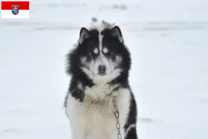 Lire la suite à propos de l’article Éleveurs de chiens esquimaux canadiens et chiots en Hesse