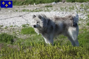 Lire la suite à propos de l’article Éleveurs canadiens de chiens esquimaux et chiots en Île-de-France