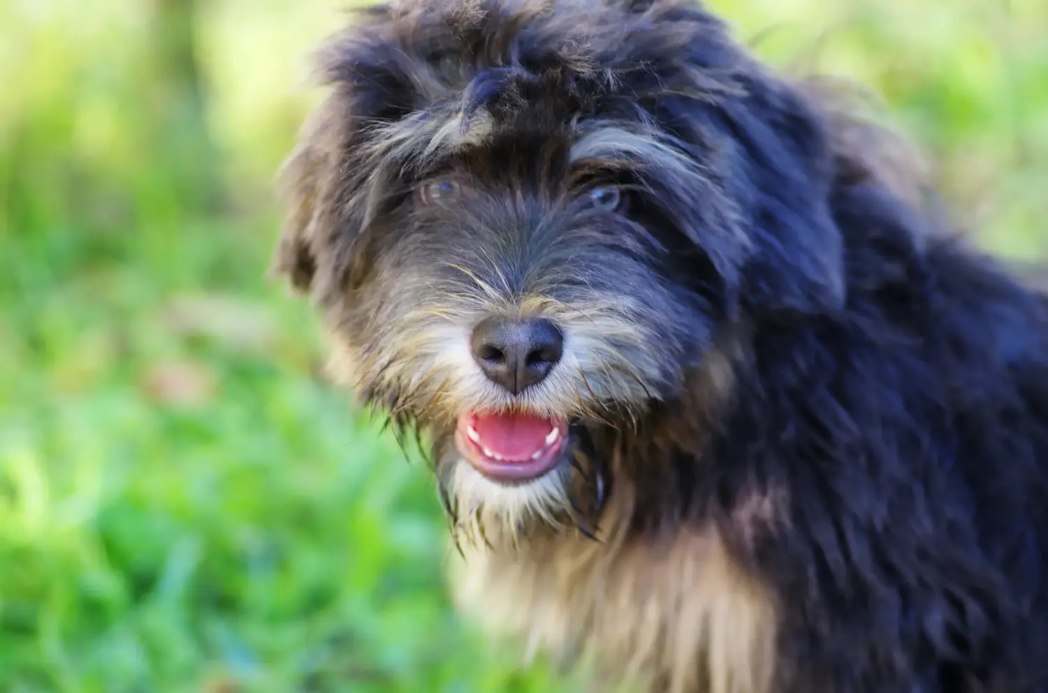 Acheter un chiot Cão da Serra de Aires, c'est prendre ses responsabilités ! Acheter des chiots Cão da Serra de Aires.