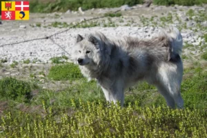 Lire la suite à propos de l’article Éleveurs de chiens esquimaux canadiens et chiots en Auvergne-Rhône-Alpes