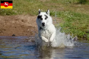Lire la suite à propos de l’article Éleveurs de chiens esquimaux canadiens et chiots en Basse-Saxe