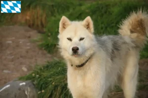 Lire la suite à propos de l’article Éleveurs de chiens esquimaux canadiens et chiots en Bavière