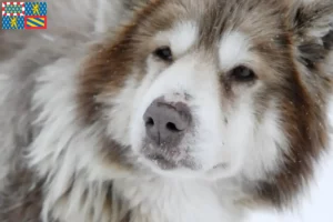 Lire la suite à propos de l’article Éleveur canadien de chiens esquimaux et chiots en Bourgogne-Franche-Comté
