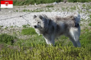 Lire la suite à propos de l’article Éleveurs de chiens esquimaux canadiens et chiots dans le Brandebourg