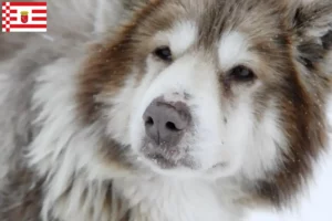 Lire la suite à propos de l’article Éleveurs de chiens esquimaux canadiens et chiots à Brême